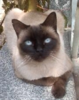 Adopta a   Momo en Madrid Felina. - mejor precio | unprecio.es