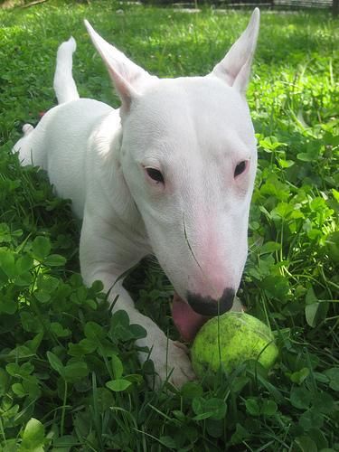 afectuoso Bull Terrier bueno solamente para el hogar