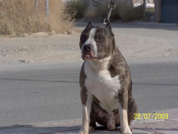 American Staffordshire Terrier busca hembra