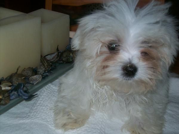 BICHON MALTES
