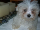 BICHON MALTES - mejor precio | unprecio.es
