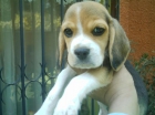 cachorros beagle - mejor precio | unprecio.es