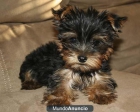 CANINOPURO.LEE(YORKSHIRE) - mejor precio | unprecio.es