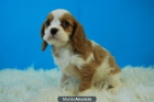 cavalier king, cachorros de dos meses - mejor precio | unprecio.es