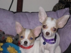 CHIHUAHUA MACHO Y HEMBRA ENSEÑADOS - mejor precio | unprecio.es