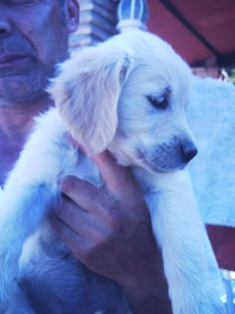 HERMOSOS CACHORROS GOLDEN RETRIEVER BLANCOS