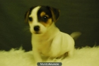 jack russell terrier, machos y hembras con dos meses, con dos meses - mejor precio | unprecio.es