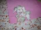 Schnauzer Blanco Mini - mejor precio | unprecio.es