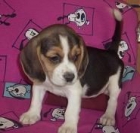 Beagle, ¡tu mejor compañero!. - Sevilla - mejor precio | unprecio.es