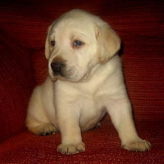 Cachorro de Labrador Hijos del Campeón de España 2008