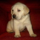 Cachorro de Labrador Hijos del Campeón de España 2008 - mejor precio | unprecio.es