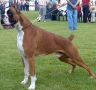 cachorros de boxer - mejor precio | unprecio.es