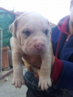 Camada de Pitbull-American sttanford - mejor precio | unprecio.es