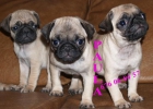 carlino formidables cachorros - mejor precio | unprecio.es