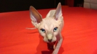 gatos sphynx sin pelo - mejor precio | unprecio.es
