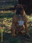 Macho boxer con pedigree busca hembra para monta - mejor precio | unprecio.es