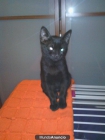 Regalo gatitos negros - mejor precio | unprecio.es