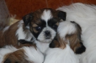 Shih-tzus cachorros - mejor precio | unprecio.es