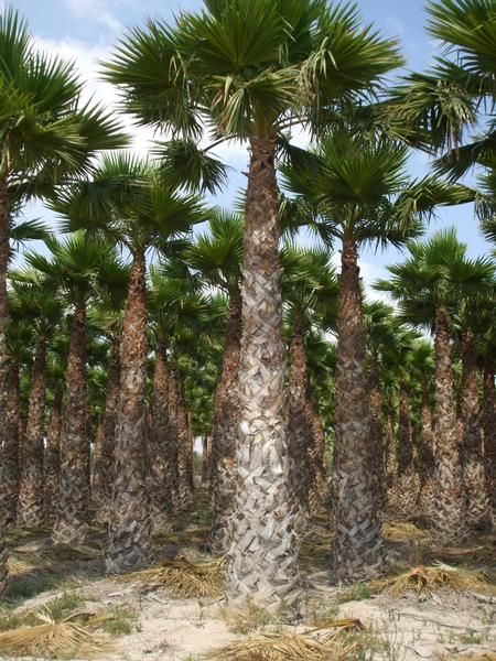 washingtonia robusta