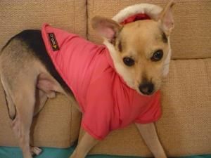 ---x CHIHUAHUA con PINSCHER ---  ADOPTA