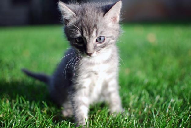 Agatha, preciosa gatita gris de dos meses