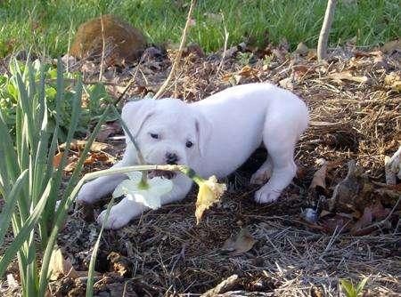 Cachorros  Boxer