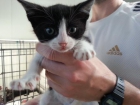 Camada gatitos preciosos - mejor precio | unprecio.es