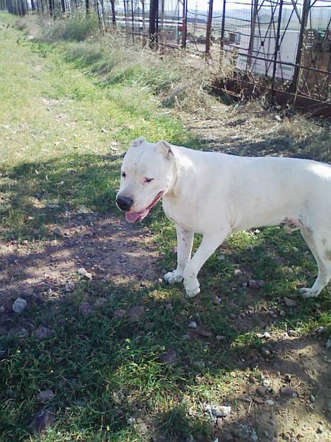 DOGO ARGENTINO PARA MONTAS!!!ES PRECIOSO