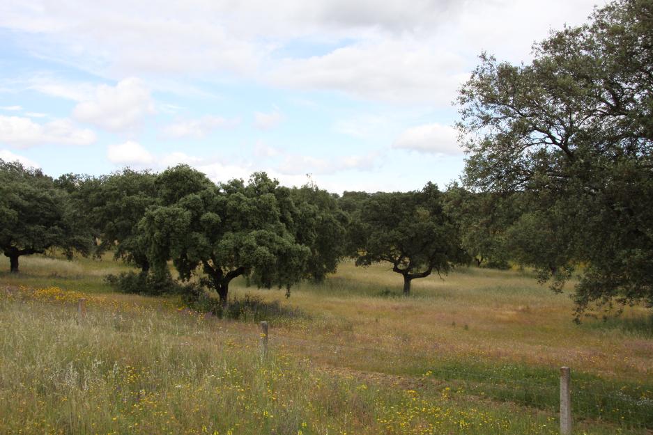 Finca ganadera 900 has dehesa en badajoz con pantano