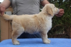 GOLDEN RETRIEVER Y GOS RATER VALENCIA - mejor precio | unprecio.es