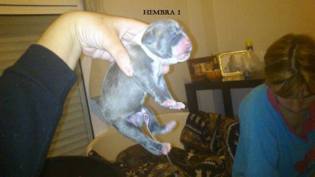 Preciosa camada de american staffordshire terrier (genes blue)