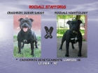 STAFFORDSHIRE BULL TERRIER - mejor precio | unprecio.es