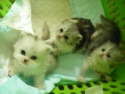 vendo preciosos bebes persas - mejor precio | unprecio.es