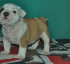 Exclusiva camada Bulldog Inglés con LOE - mejor precio | unprecio.es