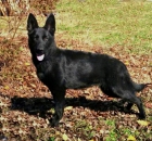 pastor alemán cachorro hembra negro sólido pura raza en Málaga - mejor precio | unprecio.es