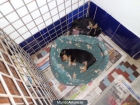 2 perritas ratoneras - mejor precio | unprecio.es