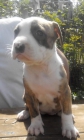 Bandog. Pitbull X Mastin Napolitano - mejor precio | unprecio.es