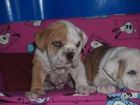 Bulldog ingles, cachorros economicos y excelentes - mejor precio | unprecio.es