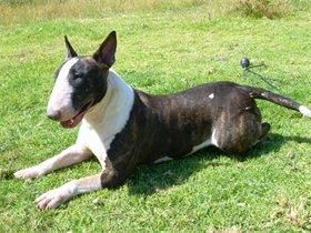 bullterrier  en celo se vende o se cambia con l.o.e