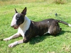bullterrier  en celo se vende o se cambia con l.o.e - mejor precio | unprecio.es