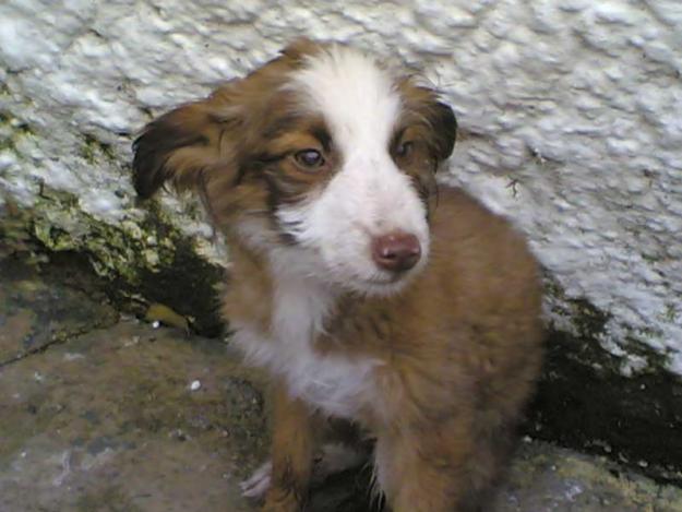 CACHORRITA DE CASI DOS MESES EN LA CALLE. VILLACARRILLO JAEN