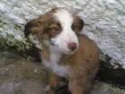 CACHORRITA DE CASI DOS MESES EN LA CALLE. VILLACARRILLO JAEN - mejor precio | unprecio.es