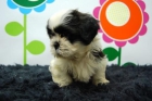 camada de shi tzu, preciosos fotos de la camada actual - mejor precio | unprecio.es
