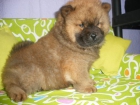Chow-chow, tu cachorro al mejor precio - mejor precio | unprecio.es