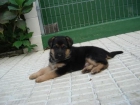 encantadores cachorros de PASTOR ALEMAN CON PEDIGREE 360 - mejor precio | unprecio.es