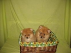 Preciosos Pomeranias 360€ - mejor precio | unprecio.es