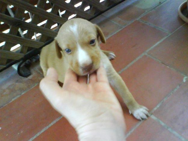 Se da en adopción este precioso cachorrito