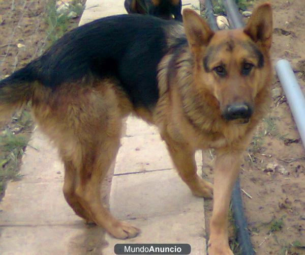 SE VENDE CACHORRO PASTOR ALEMAN