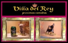 Yorkshires y Chihuahuas todo el año - mejor precio | unprecio.es