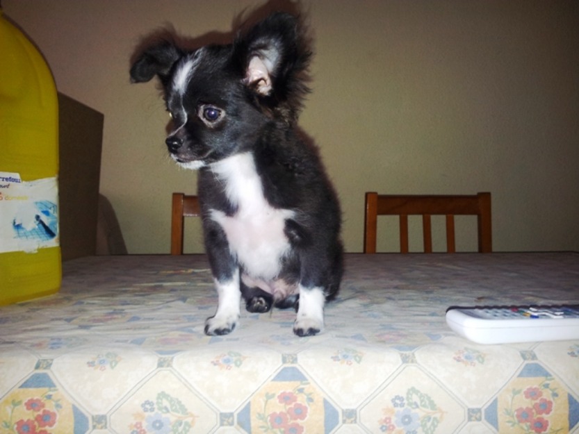 Chihuahua precioso línea mexicana